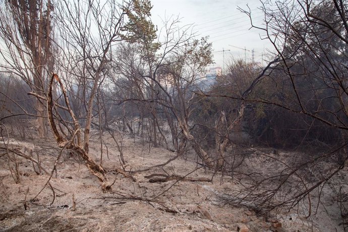 Campo quemado por el incendio, a 12 de agosto de 2025, en Tres Cantos, Madrid (España). El incendio de vegetación registrado a última hora de la tarde de este lunes, 11 de agosto, en Tres Cantos ha evolucionado favorablemente durante la noche y está perim