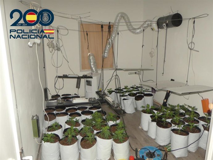 Plantación de marihuana en el interior de una vivienda en Ciutadella.