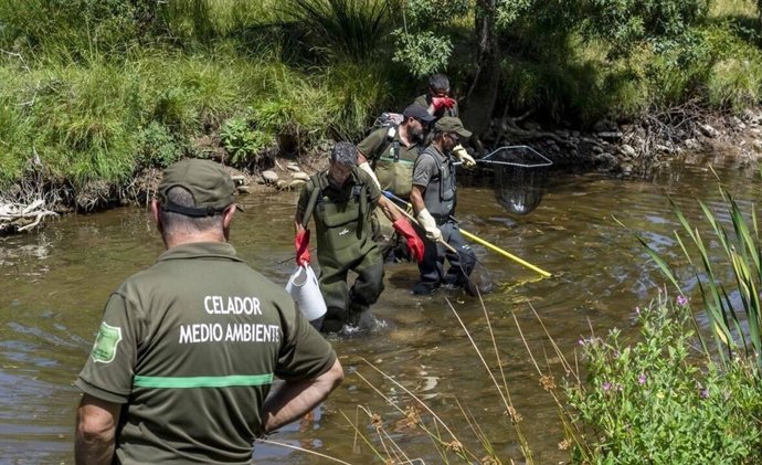 La Junta rescata aquellos peces que quedan aislados en pozas en el río Tera, en la provincia de Soria.