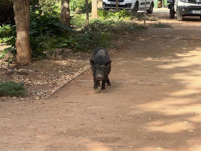 Rescatan un jabalí que apareció durante los trabajos de desbroce del cauce del río Darro en Granada.