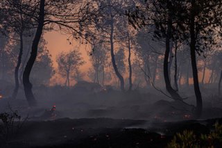 Archivo - July 9, 2025, Athens, Athens, Greece: Trees burning during the wildfire in Asprochori, Oropos, Attica on July 9, 2025.