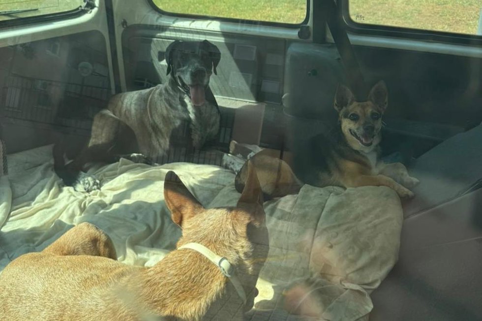 Imagen de los perros dentro de la furgoneta estacionada