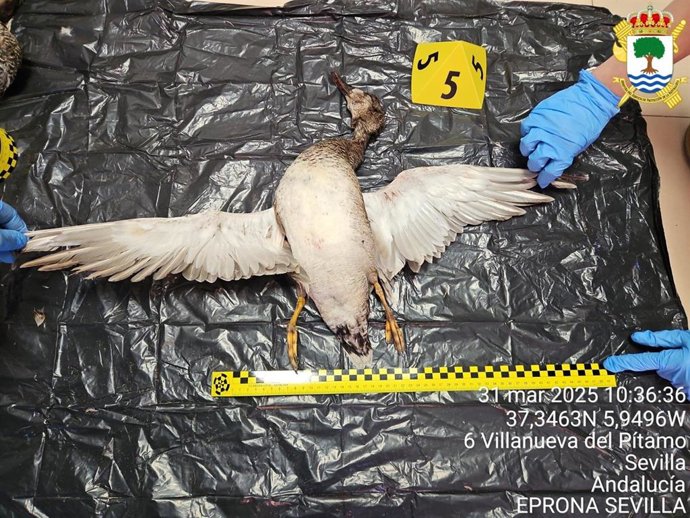 Uno de los ejemplares de anátidas incautados durante la operación 'Parzeta' en Sevilla.