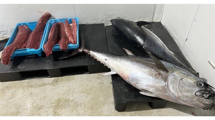 Archivo - La Generalitat decomisa 130 kilos de atún rojo procedentes de la pesca recreativa