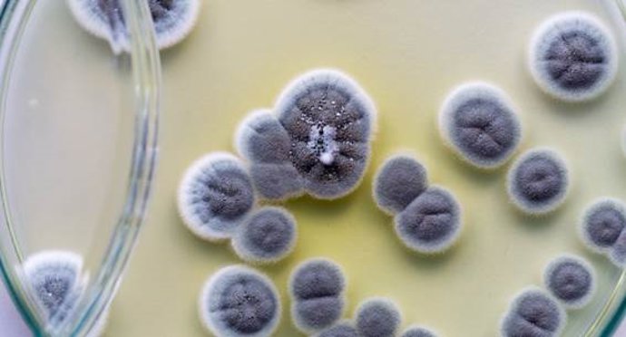 Archivo - Arquivo - Penicillium, fungos ascomicetos de grande importância no ambiente natural e na produção de alimentos.