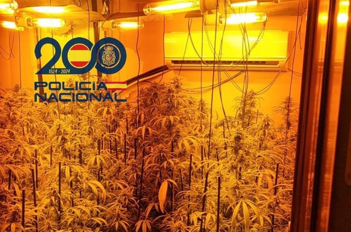 Plantacion de marihuana en Alcalá de Guadaíra.