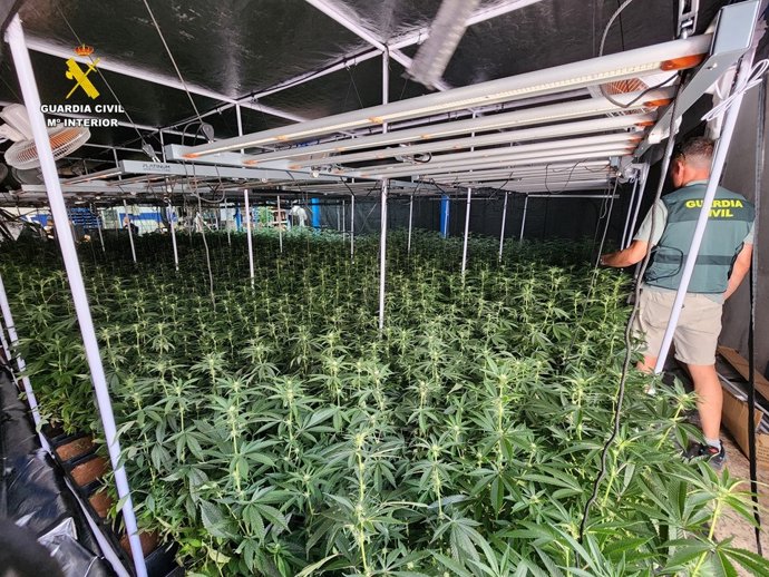 Desmantelada una plantación de marihuana con 1.516 plantas en una nave industrial en Salinas (Alicante)