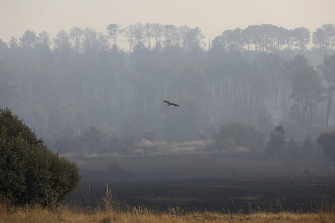 Tierra quemada en un monte entre Villalís de la Valduerna y QUintana y Congosto, tras un incendio, a 13 de agosto de 2025, en Quintana y Congosto, León, Castilla y León (España).