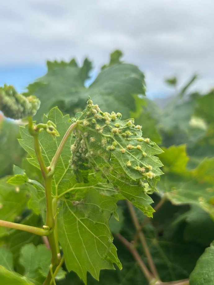 Gobierno canario y Cabildo de Tenerife trabajan en el control de un foco de filoxera de la vid detectado en La Laguna
