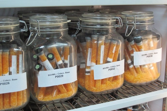 El Banco de Germoplasma del RJB-CSIC conserva actualmente más de 3300 especies.