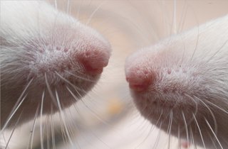 Archivo - Ratones cerca