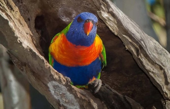 El estudio incluyó urracas, cucaburras, palomas y loros .