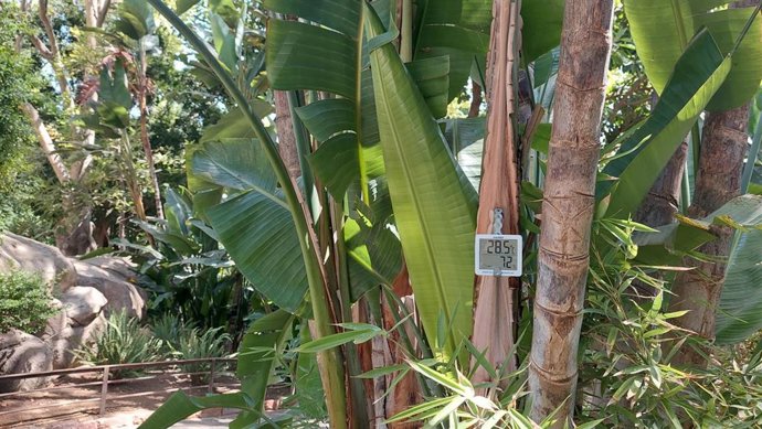 Temperaturas en el interior de Bioparc Fuengirola.