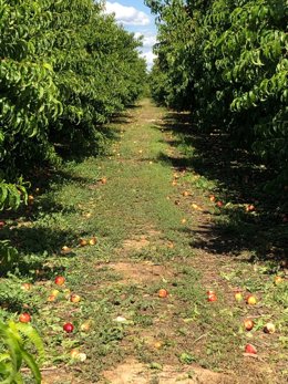 Archivo - Daños del pedrisco en una finca de la comarca del Segrià en Lleida.