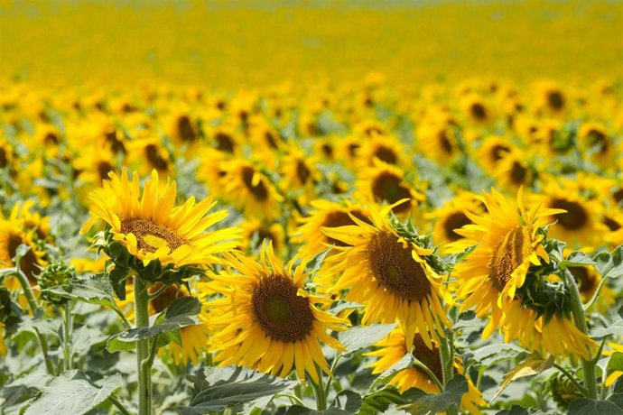 Archivo - Un campo de girasoles.