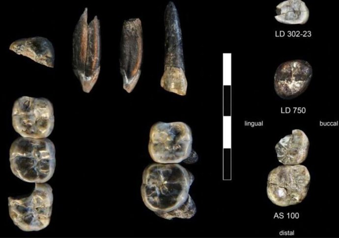 Os 13 dentes fósseis coletados na Área de Pesquisa Ledi-Geraru entre 2015 e 2018. As coletas nas localidades LD 750 e LD 760 representam uma espécie de Australopithecus recém-descoberta.