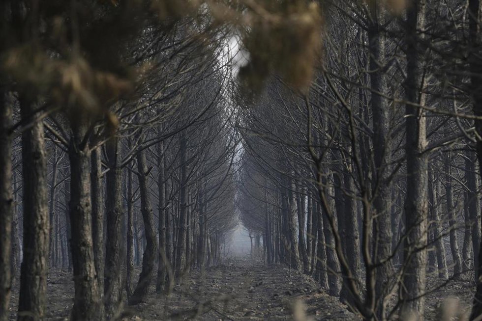 Tierra quemada en un monte entre Villalís de la Valduerna y QUintana y Congosto, tras un incendio, a 13 de agosto de 2025, en Quintana y Congosto, León, Castilla y León (España). 