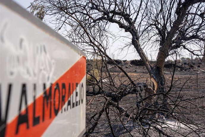 Terreno calcinado por el incendio, a 12 de agosto de 2025, en Navalmoralejo, Toledo, Castilla-La Mancha (España). E