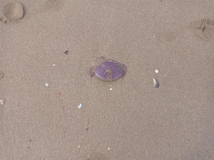 Archivo - Carabela portuguesa en una playa
