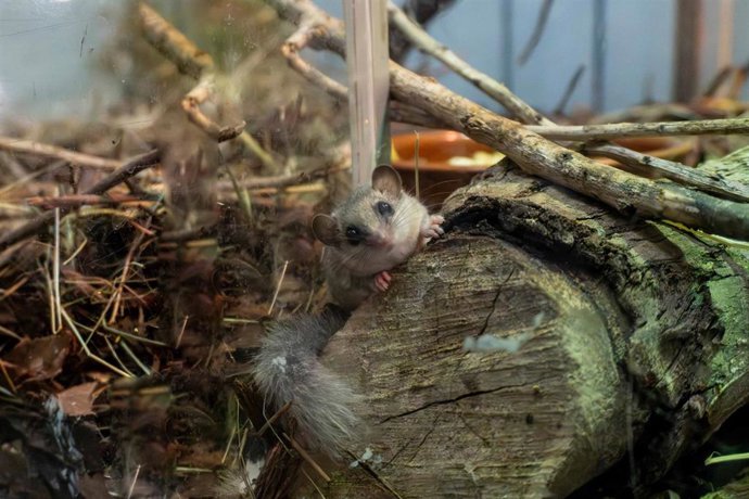 BIOPARC Valencia acoge un grupo de lirón pigmeo africano víctima del tráfico ilegal
