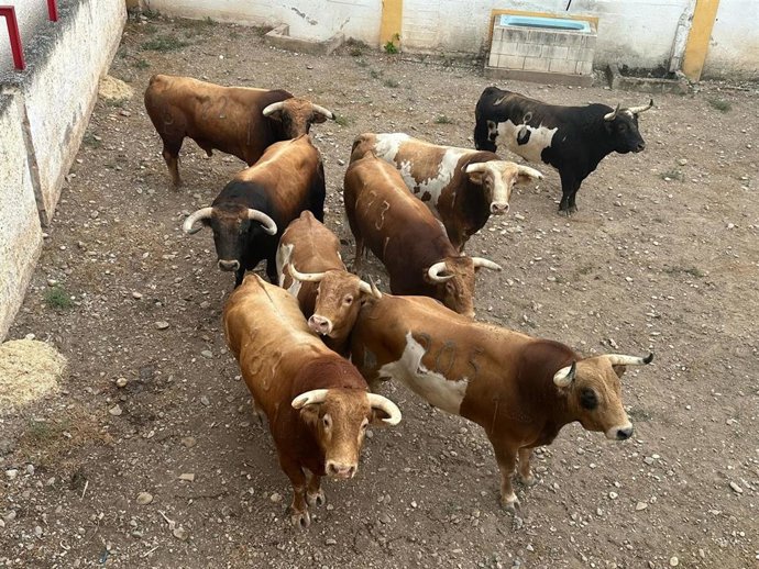 Los toros de Alcurrucén se encuentran ya en los corrales de Alfaro