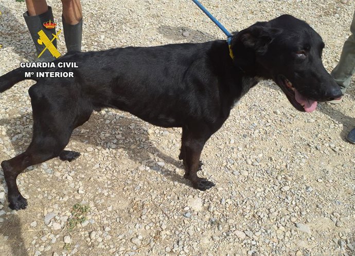 Uno de los perros de la mujer investigada