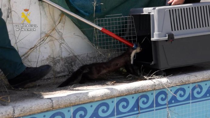 Rescate de las garduñas