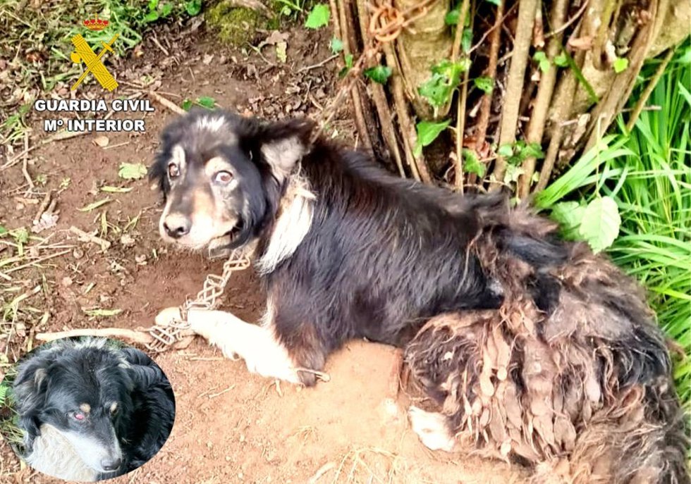 Perros abandonados.