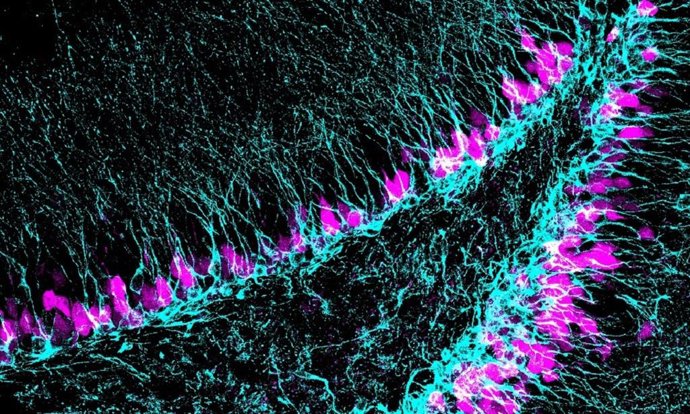 Región del cerebro donde se generan nuevas neuronas (azul) a lo largo de toda la vida