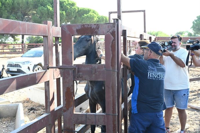 Lectura del microchip a uno de los caballos custodiados por el Ayuntamiento de Hinojos (Huelva).