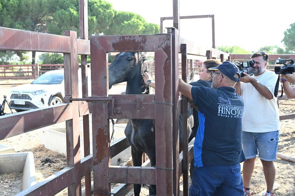 Lectura del microchip a uno de los caballos custodiados por el Ayuntamiento de Hinojos (Huelva).