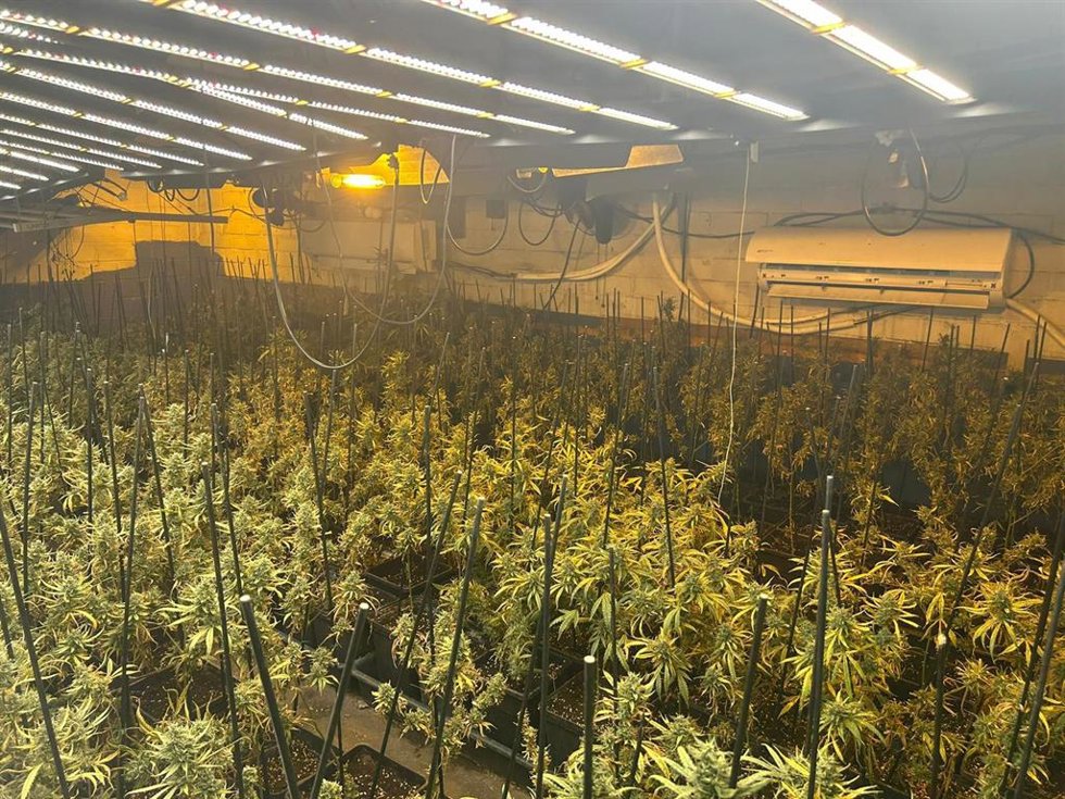 Desmanteladas más de 2.000 plantas de marihuana en 2 plantaciones de Golmés y Bellpuig (Lleida)