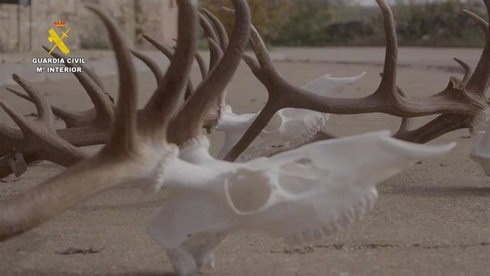 Archivo - Actuaciones contra el furtivismo y la caza ilegal. Imagen de archivo.