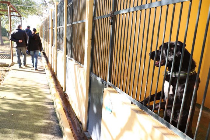 Archivo - Un perro del Centro de Bienestar Animal de Son Reus