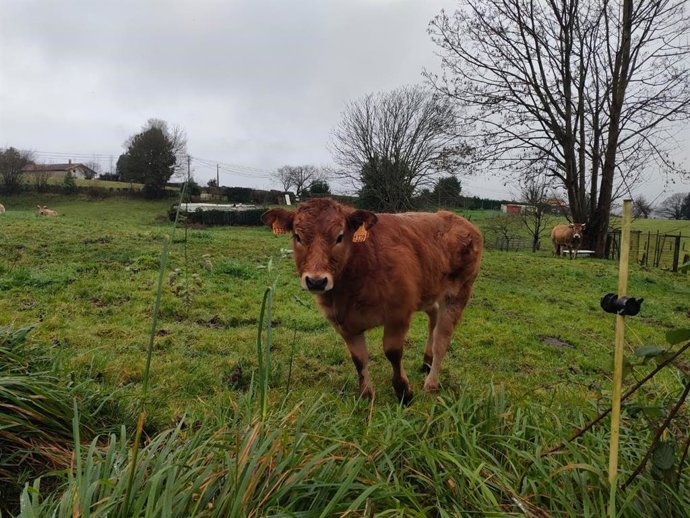 Archivo - Una vaca, en una imagen de archivo