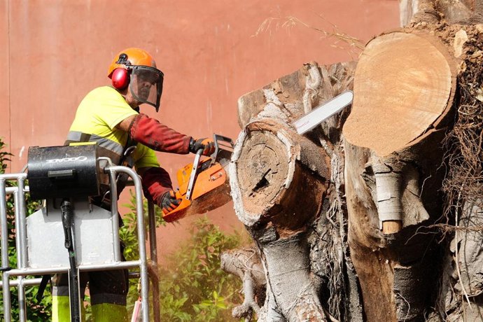 Tala del ficus de San Jacinto. Foto de archivo.
