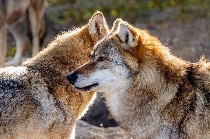Lobos.- Archivo