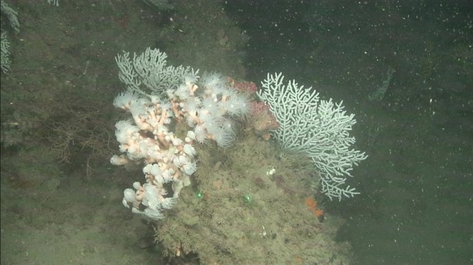 El Instituto Español de Oceanografía finaliza la campaña de caracterización de hábitats marinos en las Islas Chafarinas