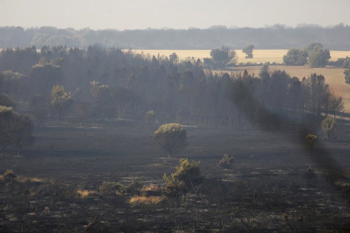 Tierra quemada en un monte entre Villalís de la Valduerna y QUintana y Congosto, tras un incendio, a 13 de agosto de 2025, en Quintana y Congosto, León, Castilla y León (España). El incendio forestal que afecta a León y Zamora ha provocado la muerte de un