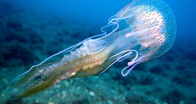 Es Andalucía - Sevilla