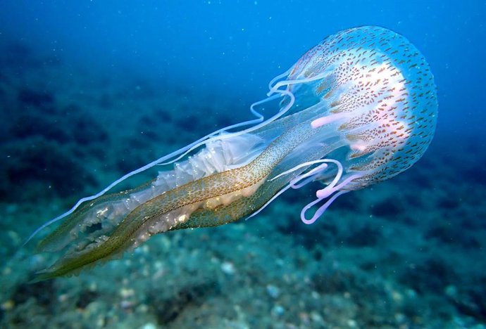 Imagen de recurso de una medusa.