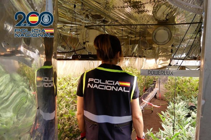 Plantación de marihuana hallada en una finca en Petrer (Alicante)