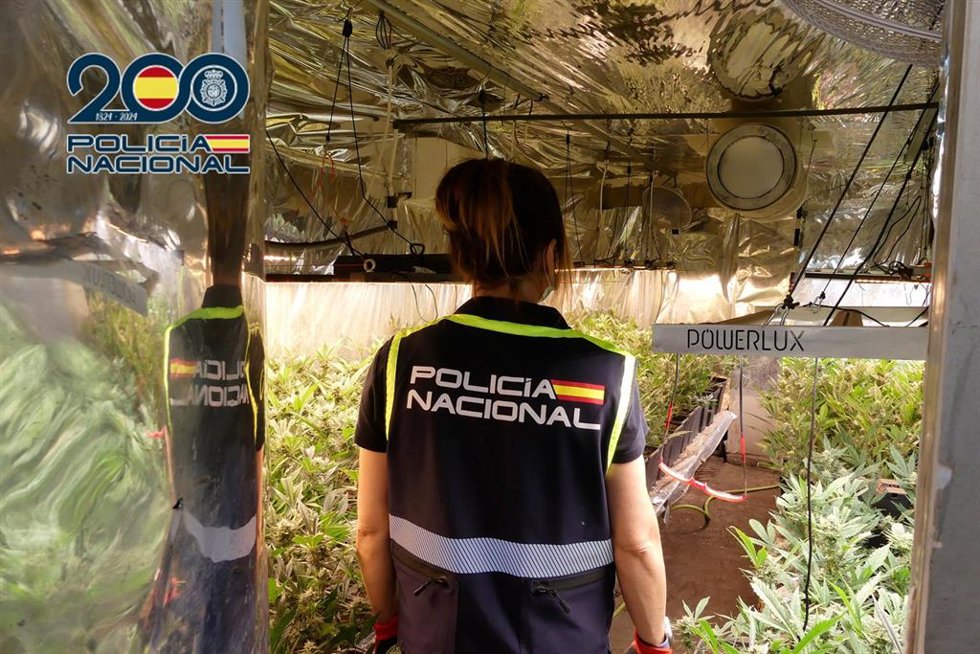 Plantación de marihuana hallada en una finca en Petrer (Alicante)