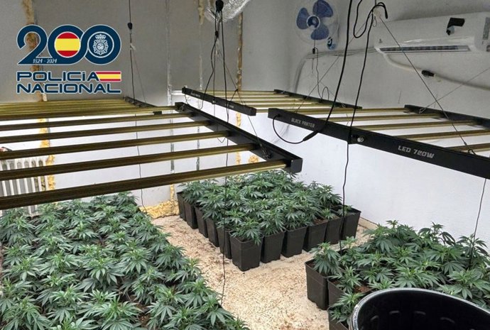 Granada.- Sucesos.- Dos detenidos con un cultivo de cerca de 700 plantas de marihuana en una vivienda 