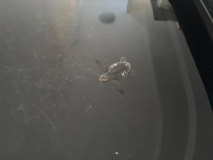 Primera tortuga marina del nido ubicado en la playa de la Rumina.