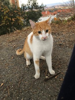 Gato abandonado