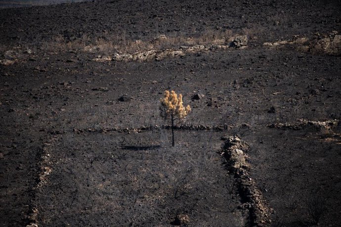 Zona calcinada por el incendio forestal que se originó en Puercas de Aliste.