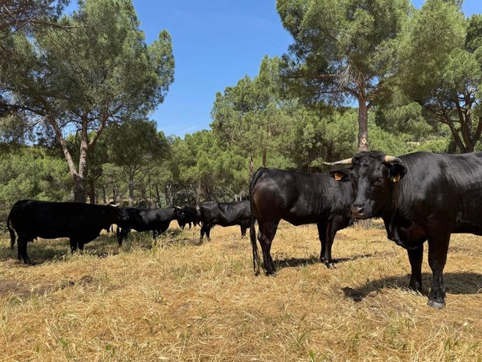 Archivo - Ganado bovino en la Comunidad de Madrid