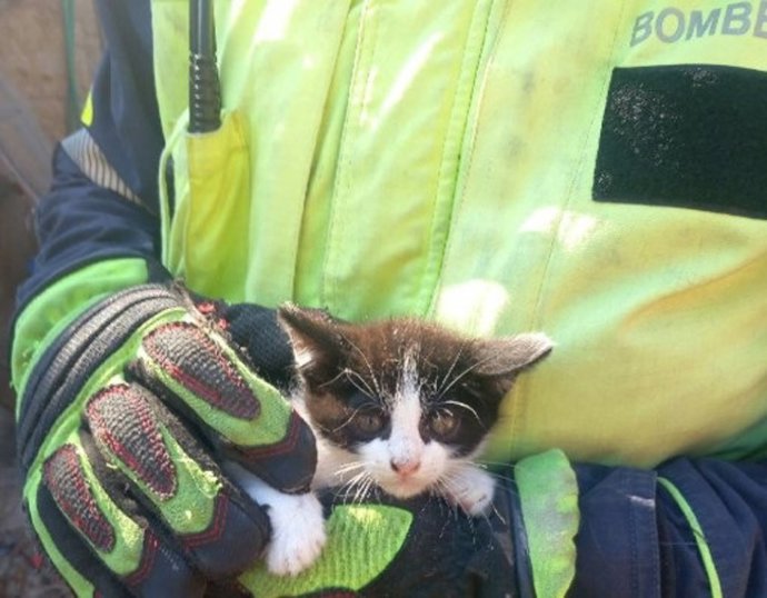Imagen del gato rescatado por los Bomberos