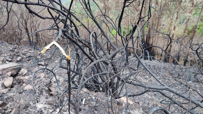 Archivo - El Monte Naranco, en Oviedo, tras el incendio que sufrió el 31 de marzo de 2023.